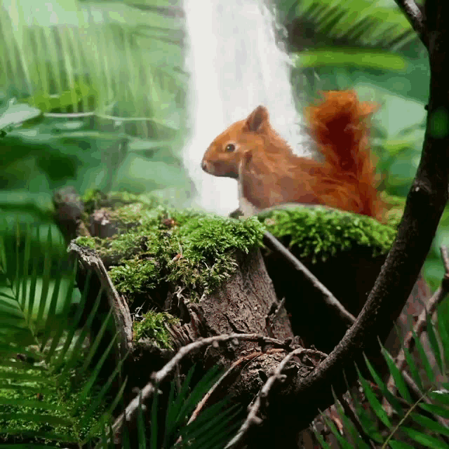 Squirrel Rodent GIF - Squirrel Rodent Dancing GIFs