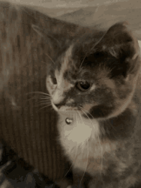 a calico cat laying on a brown couch