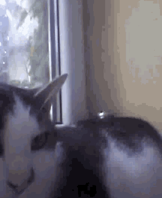 Cat Chill GIF - Cat Chill Meow GIFs