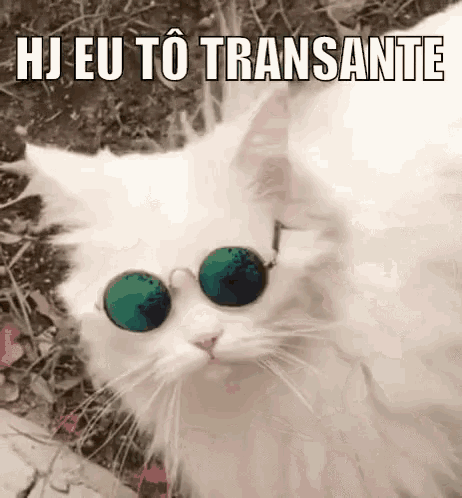 Hoje Eu Tô Transante Descolado Gatinho Gato De óculos Escuros GIF - Cool Sunglasses Cat GIFs