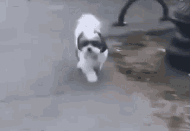 a small white and black dog is walking down a street .