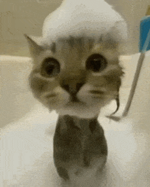Cat Sope GIF - Cat Sope Soap GIFs