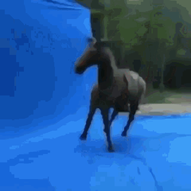 a blurry picture of a person jumping into a pool .