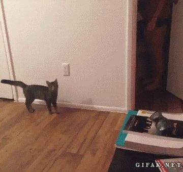 2 GIF - Cat Scared Jump GIFs