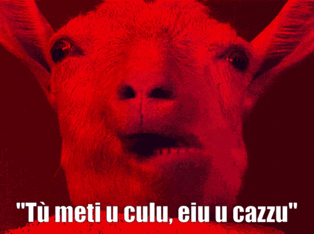 a picture of a goat with the words " tu meti u culu eiu u cazzu " on the bottom