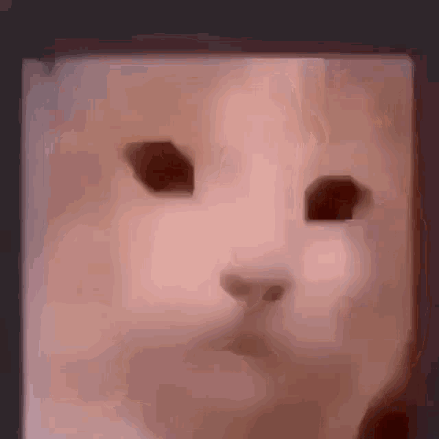 Cube Cat GIF - Cube Cat GIFs