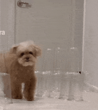 a small brown dog is sitting in front of a stack of clear plastic cups