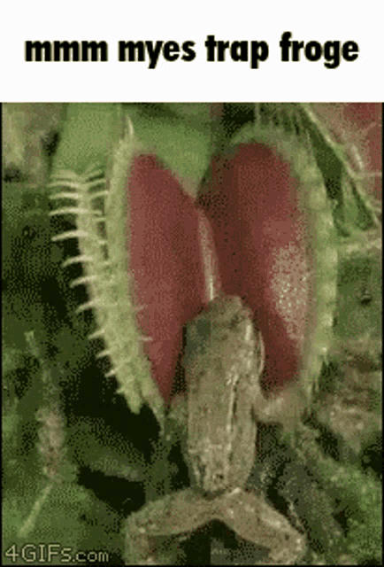 Froge Mmm Myes Trap Froge GIF - Froge Mmm Myes Trap Froge Frog GIFs