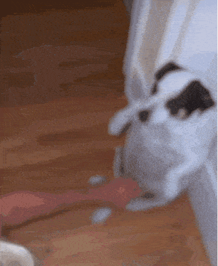 a close up of a dog licking a person 's hand on a wooden floor