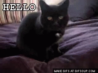 Hello GIF - Hello Cat GIFs