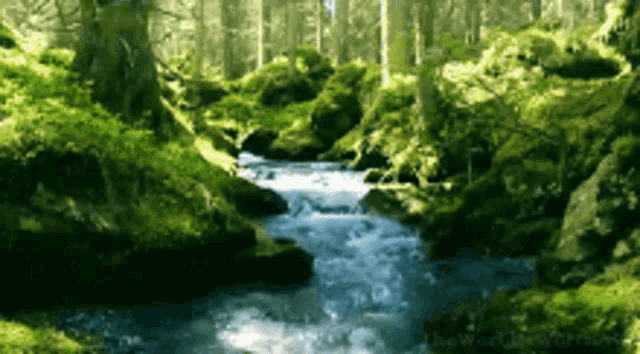 a river flowing through a lush green forest surrounded by trees