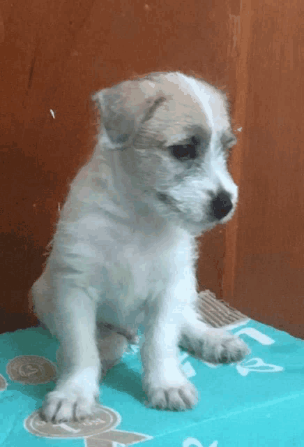 a small white puppy is sitting on a blue box that says ' pets ' on it