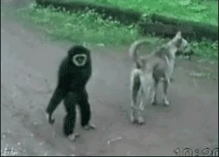 Monkey Pulling GIF - Monkey Pulling Dog GIFs