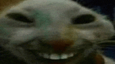 a close up of a cat 's face with a big smile on it 's face .