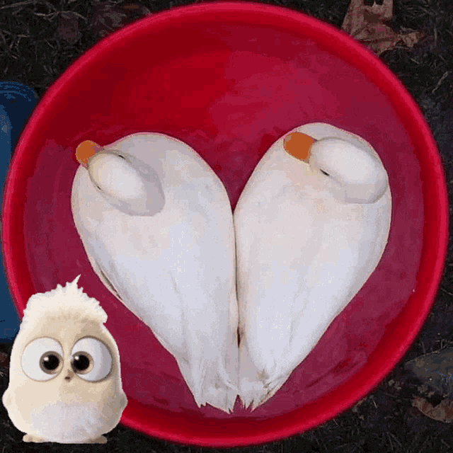 two white ducks in a red bowl making a heart shape with their heads