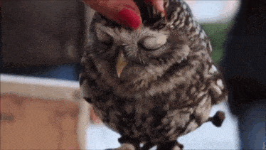 an owl with its eyes closed is being petted by a woman