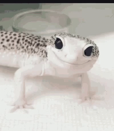 Gecko Wink GIF - Gecko Wink Excited GIFs