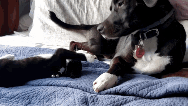 a dog laying on a bed with a tag that says ' sally ' on it