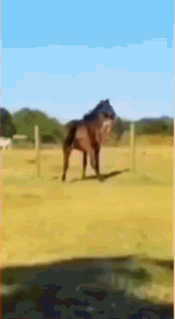 a horse is standing in a grassy field with a fence in the background
