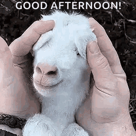 a person is holding a small white goat in their hands and petting it .