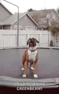 a boxer dog is jumping on a trampoline and saying good morning greenbean .