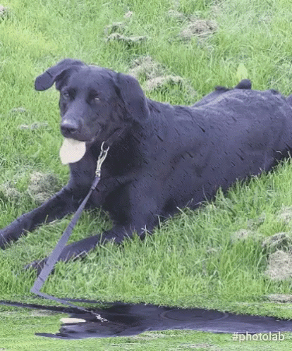 Dog Labrador GIF - Dog Labrador Black GIFs