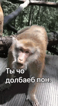 a monkey is standing on a wooden deck with a caption in a foreign language