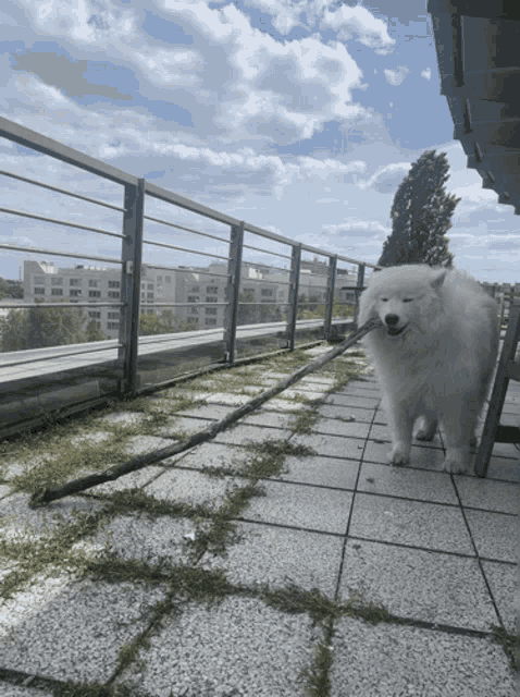 a white dog on a leash is standing on a balcony overlooking a city