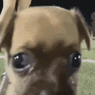 a close up of a dog 's face with a blurred background