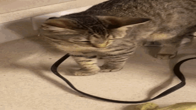 a cat is laying on the floor with a black cord around its neck