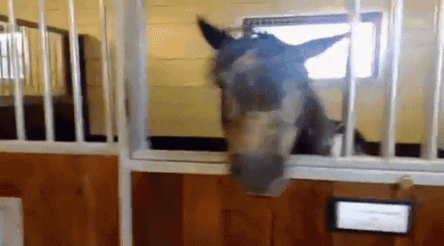 a horse sticking its head out of a fenced in area