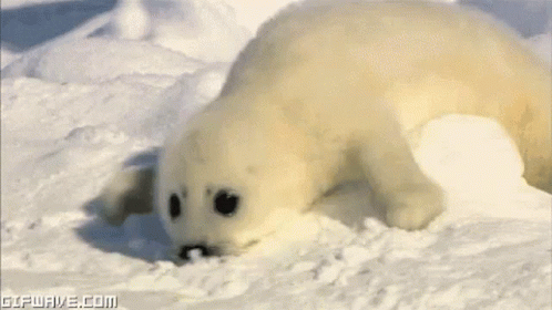 Snow Seal GIF