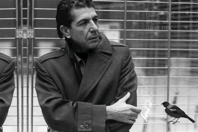 Leonard Cohen Bird On The Wire GIF - Leonard Cohen Bird On The Wire I Have Tried In My Way To Be Free GIFs