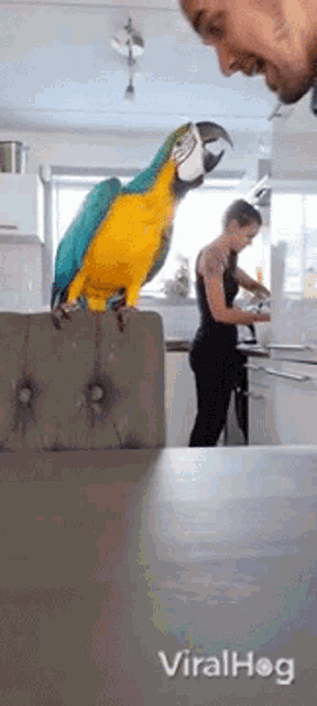 Parrot Viralhog GIF - Parrot Viralhog Bird GIFs
