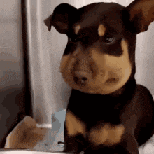 a small brown and black dog is sitting on a table .