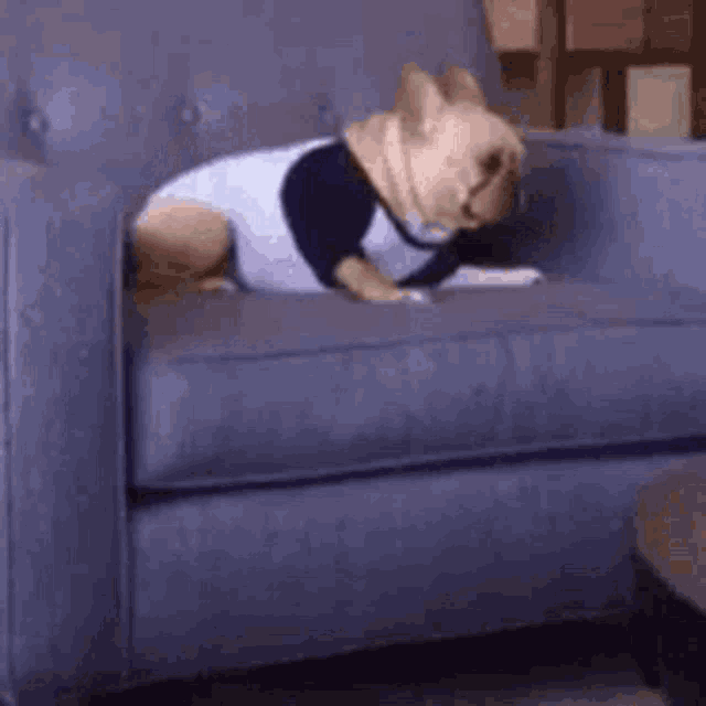 a dog is sitting on a blue couch wearing a shirt .