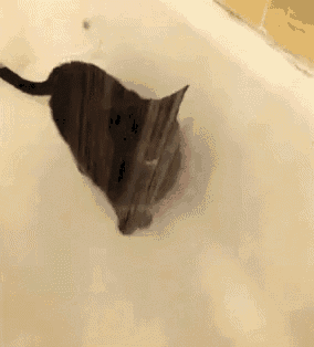 a cat is taking a bath in a bathtub filled with foam .