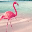 Flamingo Dance GIF - Flamingo Dance Mood GIFs
