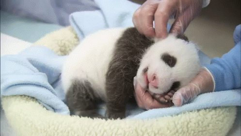 That'S The Spot GIF - Animals Cute Panda GIFs