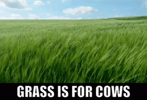 Grass Is For Cows Lawn Tennis GIF - Grass Is For Cows Lawn Tennis Grasscourt GIFs
