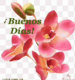 a picture of pink flowers with the words buenos dias