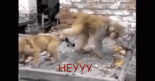 Heyy Mayu Kemana Lu, Belum Juga Mulai Acara Utamanya GIF - Anjing Dog Monyet GIFs