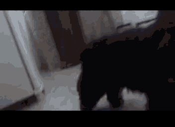 a black dog is walking on a white floor in a dark room .