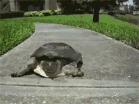 Turtle Run GIF - Turtle Run Dash GIFs