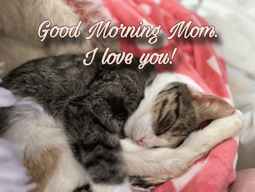 two cats are sleeping on a pink blanket with the words good morning mom i love you