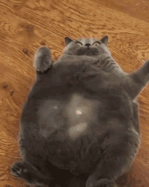 Cat Tiggle GIF - Cat Tiggle Fat GIFs