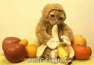 Cat Banana GIF - Cat Banana Blac Chyna GIFs