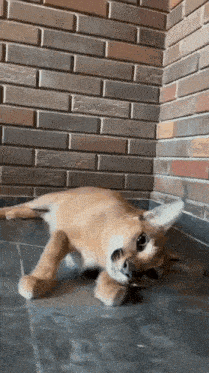 a small dog is laying on its back in front of a brick wall .