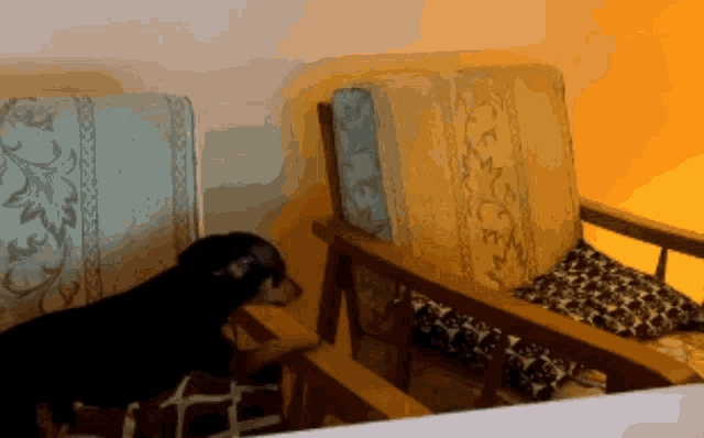a dog is standing next to a chair with a patterned cushion
