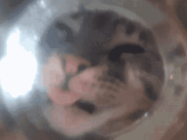a close up of a cat 's face in a clear container